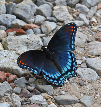 Red-spotted Purple